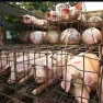 Tempat pemotongan Hewan Babi di Cileungsi, di Protes Warga
