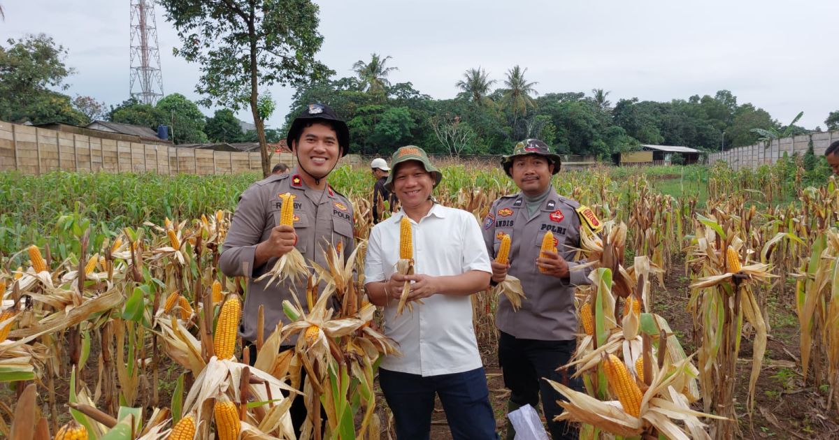 Pemdes Ciangsana dan Polsek Gunung Putri Panen Jagung Hibrida, Dukung Program Swasembada Pangan