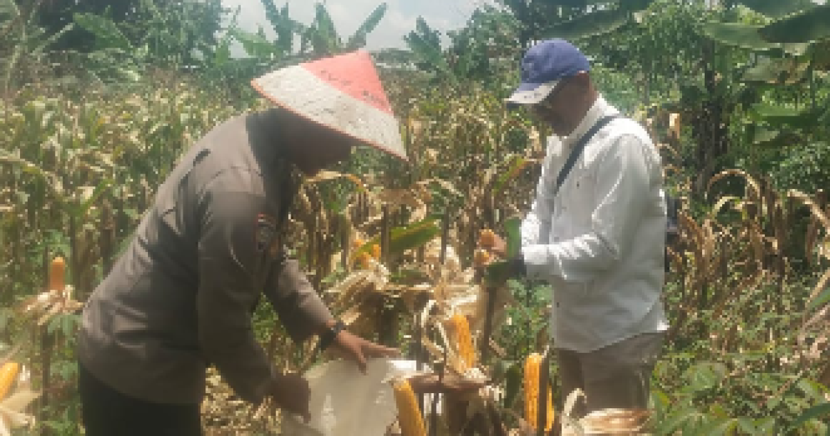 Bhabinkamtibmas Desa Tlajung Udik, Aiptu Ari Hidayat, bersama Ketua RW 30 dan warga melaksanakan panen jagung hibrida