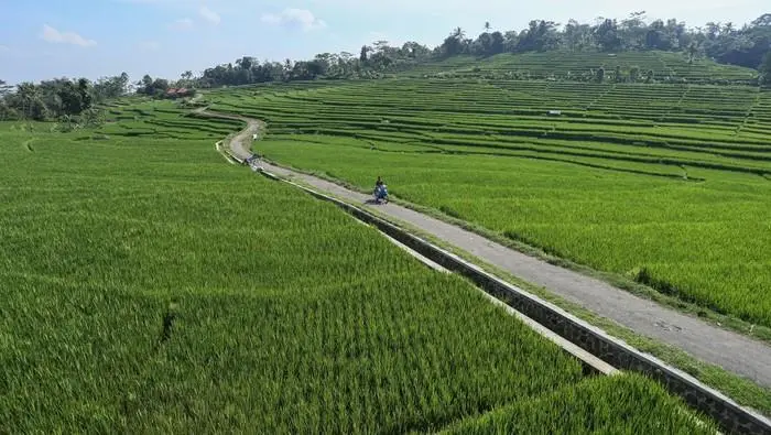 Majalengka Pertahankan 50.000 Hektare Sawah di Tengah Gempuran Industri