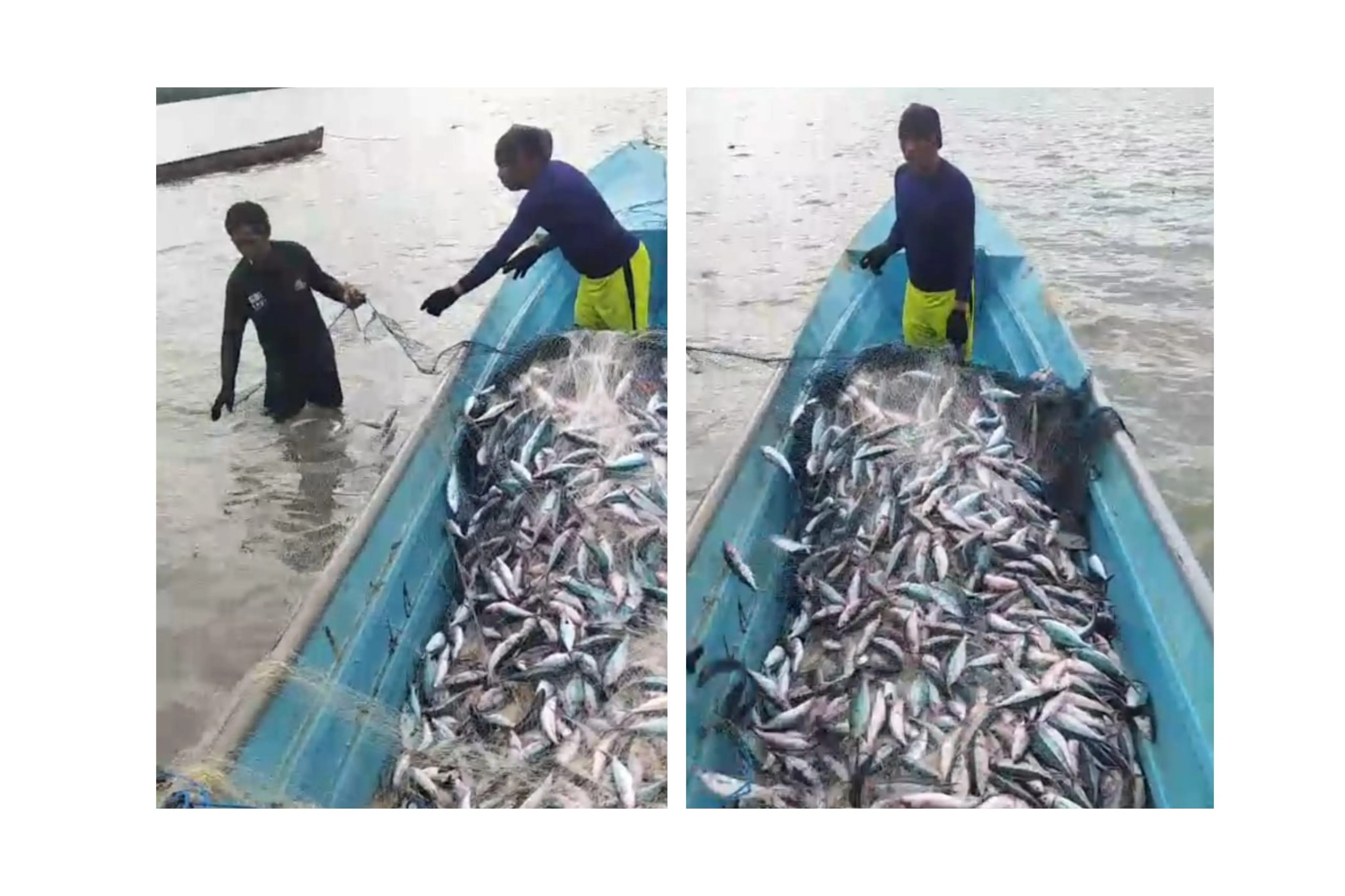 Ikan Lolosi: Potensi Terpendam Selat Oravruan, Nelayan Raup Jutaan Rupiah Setiap Hari