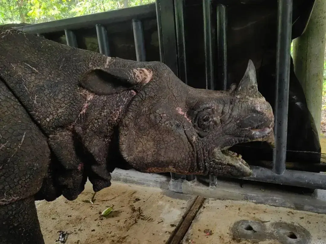 TNI Bantu Penyelamatan Badak di Taman Nasional Ujung Kulon