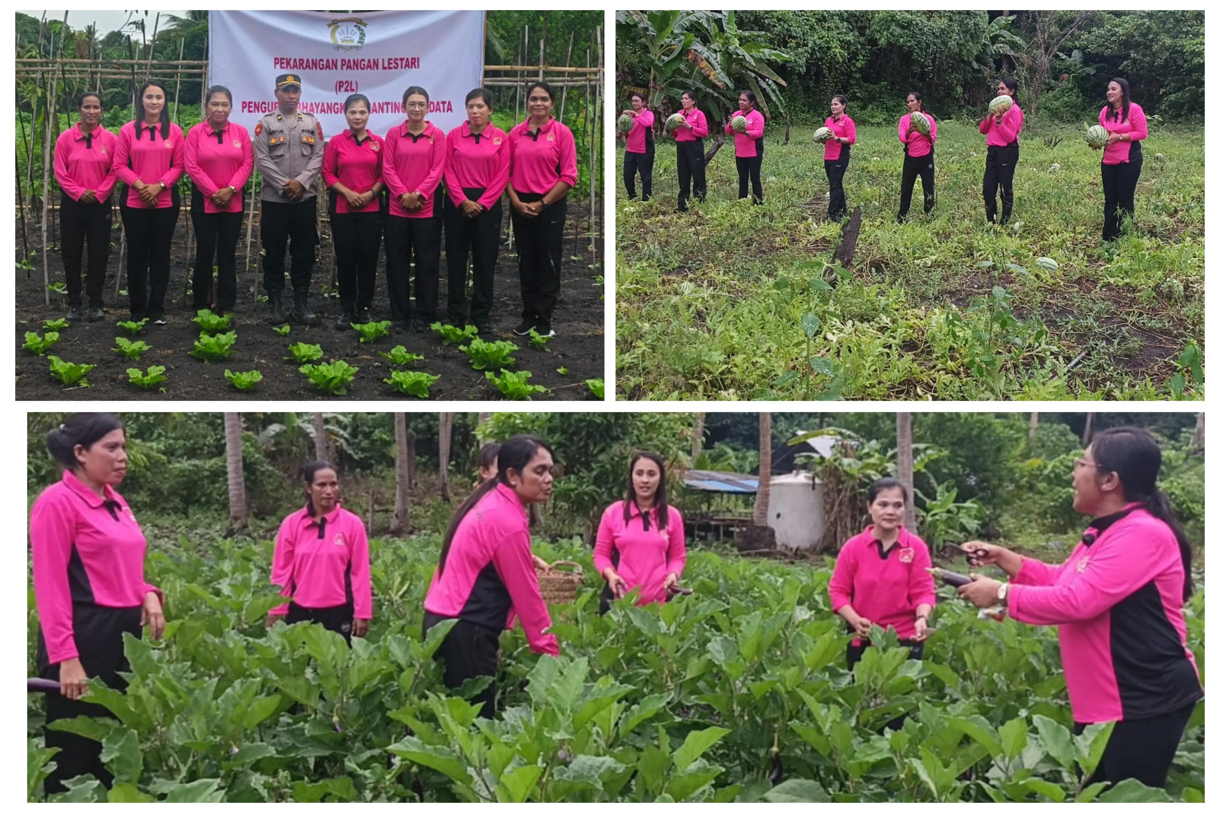 Bhayangkari Fordata Panen Bersama di Desa Awear, Dorong Ketahanan Pangan Keluarga