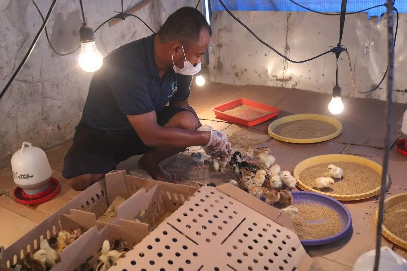 Lapas Cibinong Kembangkan Budidaya Ayam DOC, Wujudkan Pembinaan Kemandirian Warga Binaan