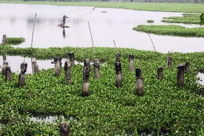 Setu Gunung Putri Tak Terurus, Kades Desak Pemerintah Serius Atasi Ancaman Banjir