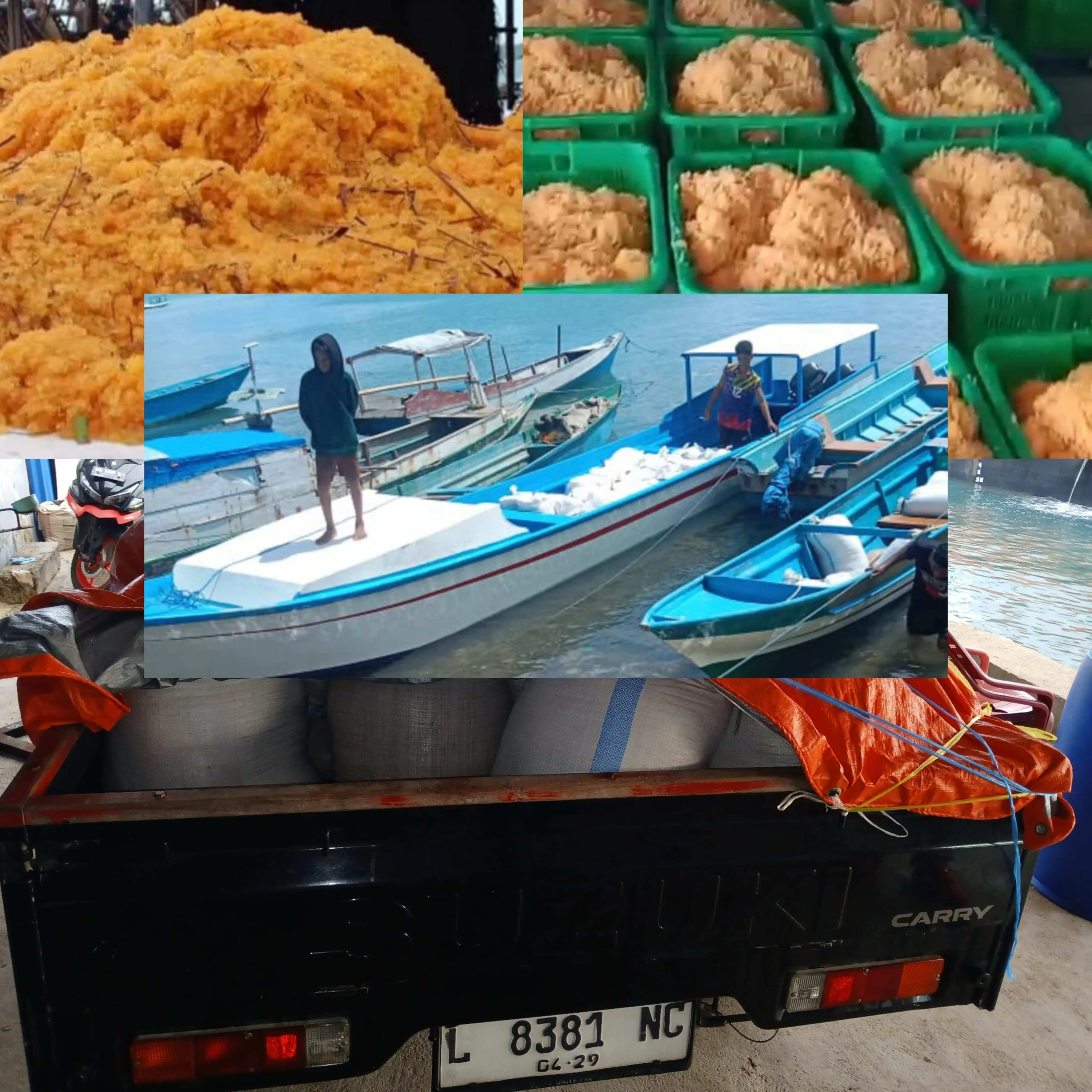 Skandal Pencurian Laut Seira: Warga Desak Penangkapan Roby dan Arshady, Nelayan Ilegal Rampas Telur Ikan Terbang di Tanimbar