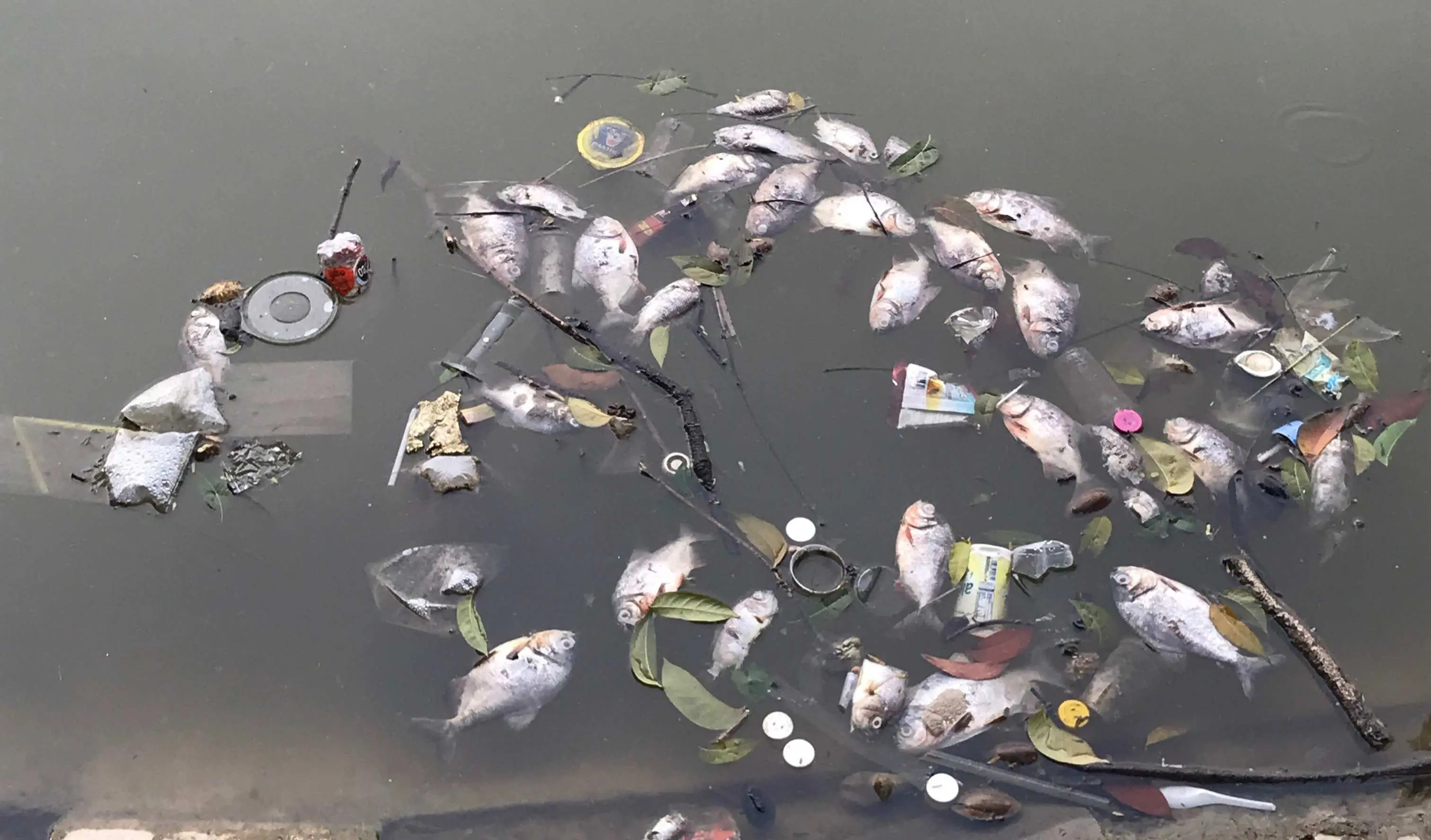 DLH Kabupaten Bogor Selidiki Penyebab Matinya Ikan di Situ Rawa Jejeg, Diduga Tercemar Limbah Oli