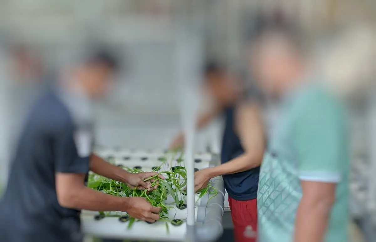 Sayur Kangkung Yang Ditanam Warga Binaan Lapas Khusus Kelas IIB Sentul, Berhasil Dipanen