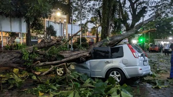 Akibat Hujan Deras Disertai Aingin Kencang, 4 Mobil Pegawai Dinsos Bogor Tertimpa Pohon