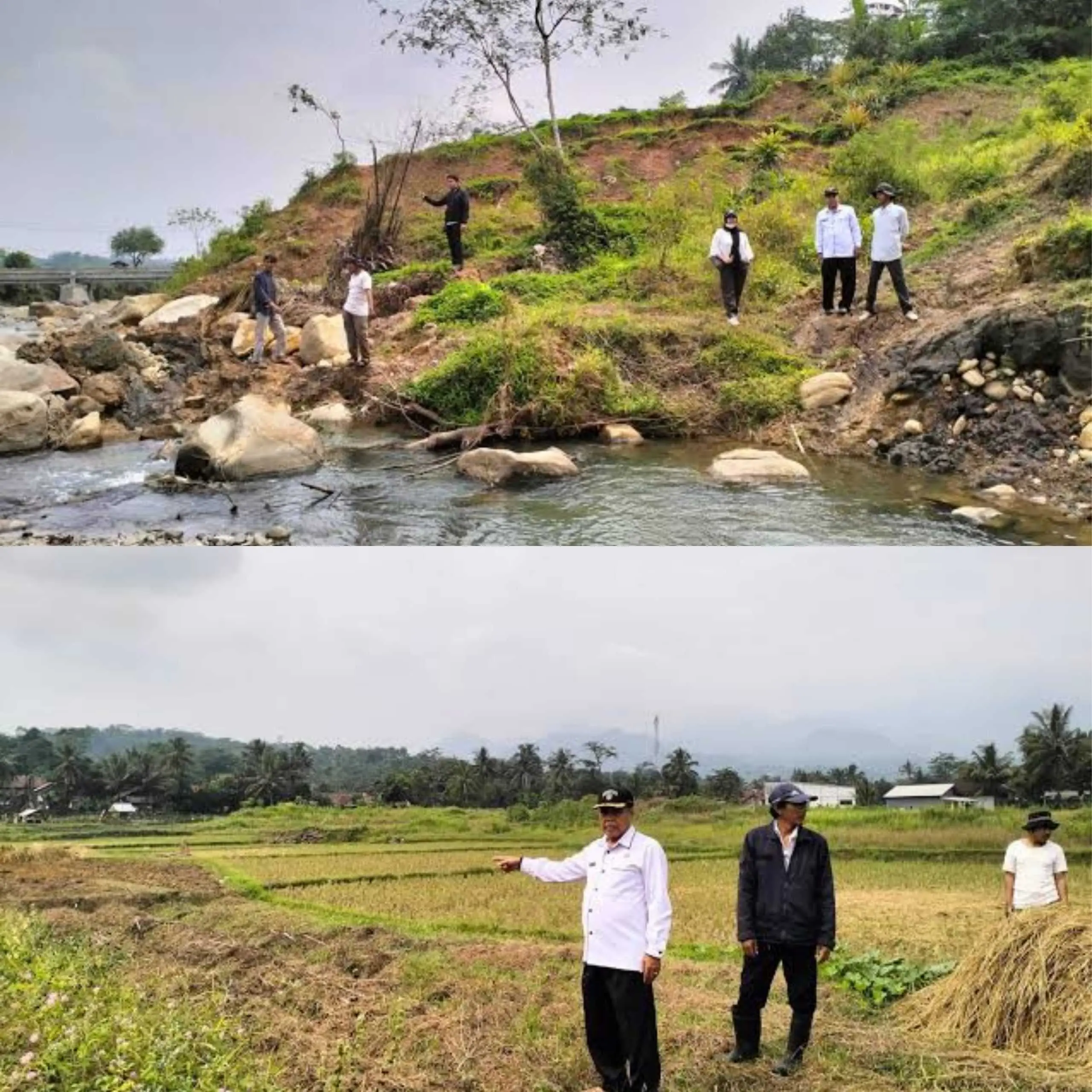Distanhorbun tinjau lokasi 40 Hektar Sawah Desa Pabuaran yang beralih fungsi.